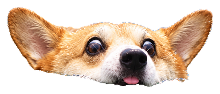 Swimmy the corgi, ears up and tongue out, peeking over the waterline